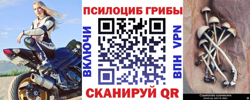 Псилоцибиновые грибы Cubensis  закладка  Духовщина 